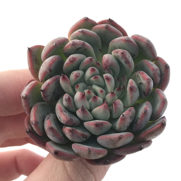 Echeveria 'Vivace' 1"-2" Succulent Plant