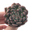 Echeveria 'Vivace' 1"-2" Succulent Plant