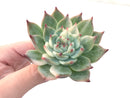 Echeveria 'Chihuahuaensis' Variegated 3" Succulent Plant