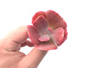 Echeveria ‘Dream and Phantasm’ 3” Rare Succulent Plant