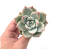 Echeveria 'Colorata' 2”-3” Powdery Succulent Plant