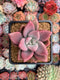 Graptoveria 'Ruby Donna' 2" Succulent Plant