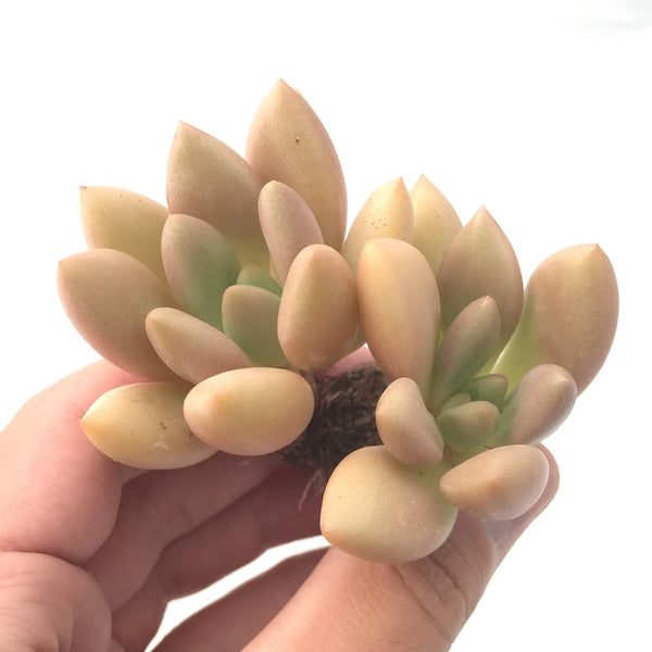 Graptoveria 'Ruby Donna' Double Headed Cluster 3" Rare Succulent Plant