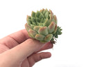 Echeveria sp. 2" Succulent Plant