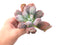 Echeveria 'Linguas' 4" Succulent Plant