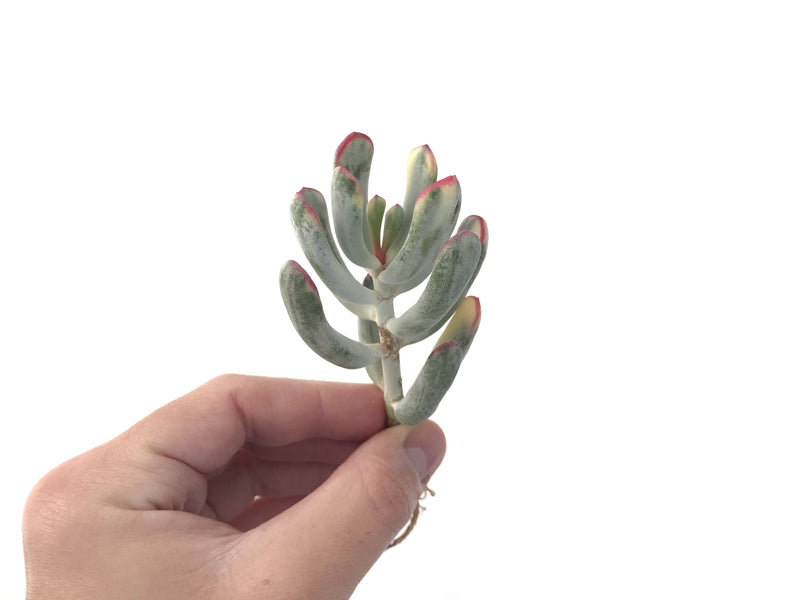 Cotyledon 'Orbiculata' Variegated Thin Leaf 2"-3" Succulent Plant