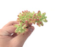 Sedum 'Pachyphyllum' Crested Cluster Small 2" Succulent Plant