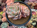 Echeveria 'Orange Monroe' 5" Large Powdery Succulent Plant