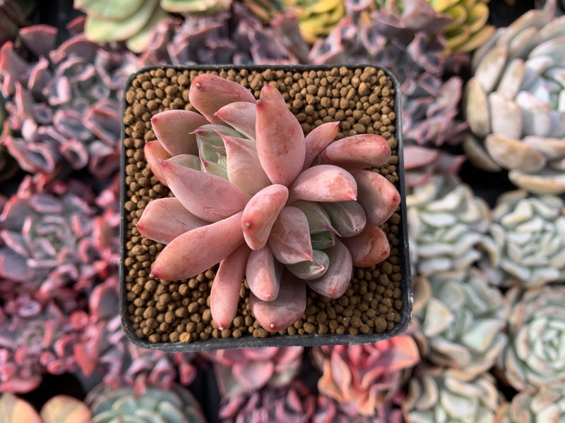 Echeveria 'Pena' 3" Cluster Succulent Plant