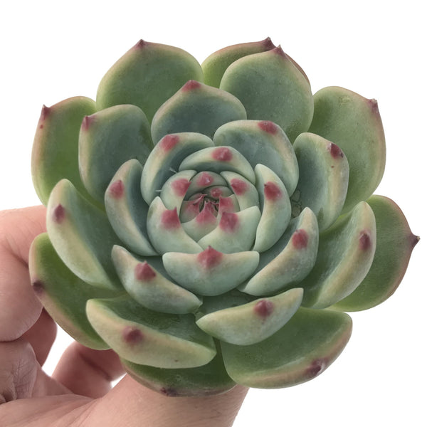 Echeveria 'Chihuahuaensis' 2"-3" Succulent Plant