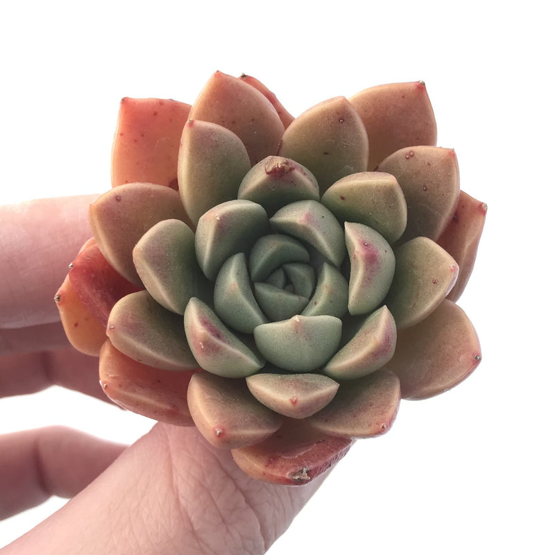 Echeveria 'Moralbi' New Hybrid 1"-2" Succulent Plant