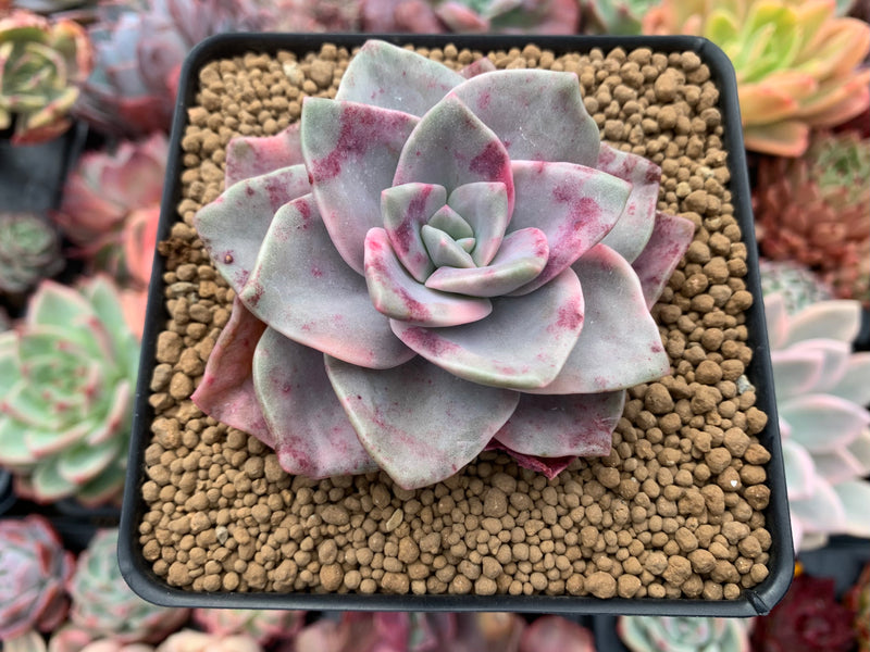 Graptopetalum 'Bainesii' Variegated 3" Succulent Plant