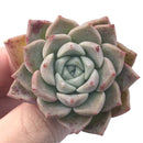 Echeveria 'Pink Spot' 1" Succulent Plant