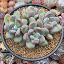 Pachyphytum 'Mureleri' 5" Cluster New Hybrid Succulent Plant