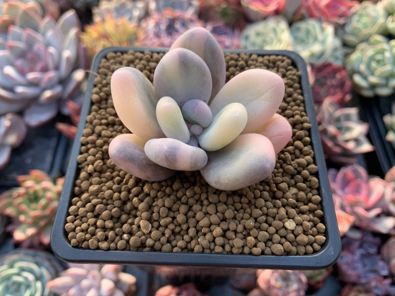 Pachyphytum 'Oviferum' Variegated 2” Succulent Plant