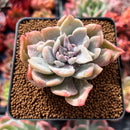 Graptoveria 'Harry Watson' Mutant 2" Succulent Plant