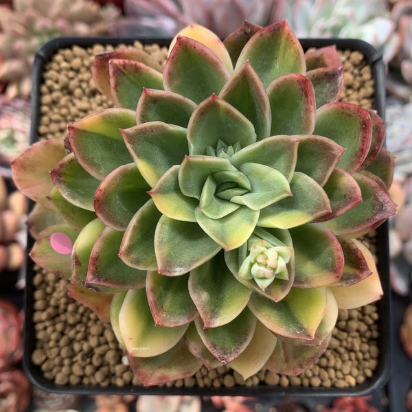 Echeveria 'Bob Jolly' Variegated 4" Succulent Plant