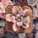 Graptoveria 'Tolimanensis' Variegated 2" Succulent Plant