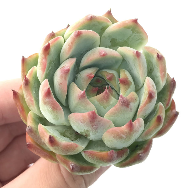 Echeveria cv 'Momotarou' 2" Succulent Plant