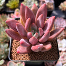 Graptoveria 'Ruby Donna' 2" Succulent Plant