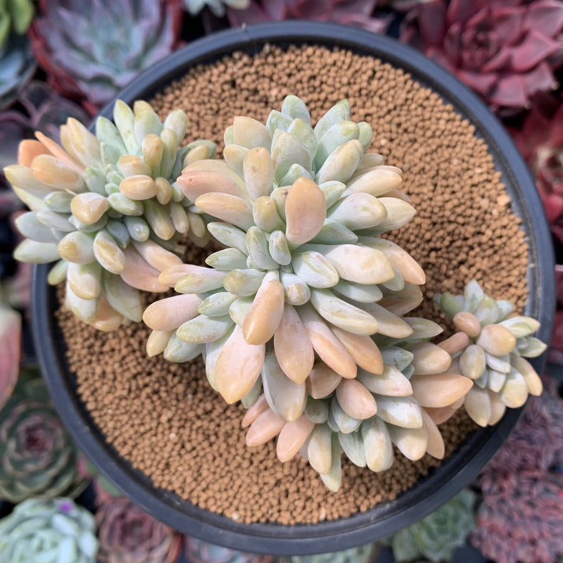 Cremeneria 'Expatriata' (Cremnophila linguifolia x Echeveria amoena ‘Microcalyx’) Crested Cluster 3"-4" Succulent Plant