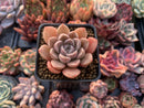 Echeveria 'Moralbi' 1” Succulent Plant