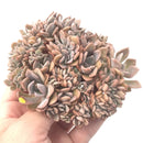 Graptoveria 'Debbie' Crested 5"-6" Rare Succulent Plant