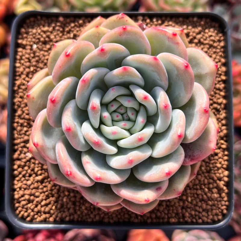 Echeveria 'Ariel' 3" Succulent Plant