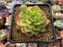 Sedeveria 'Letiza' Variegated 2" Succulent Plant