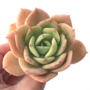 Echeveria 'Lemon Tree' 4" Succulent Plant