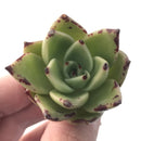 Echeveria Agavoides 'Obis' 2" Succulent Plant