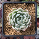 Echeveria 'Angel-In-Us' Variegated 2" Succulent Plant