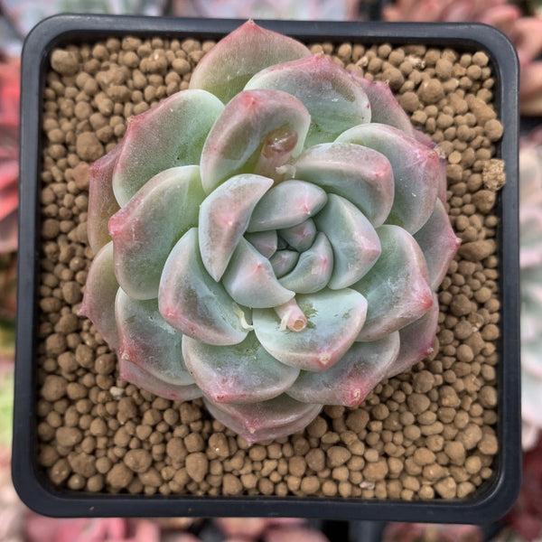 Echeveria 'Alba Beauty' 2" Succulent Plant