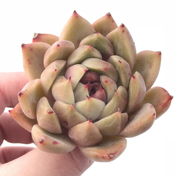 Echeveria Sp 3” Rare Succulent Plant