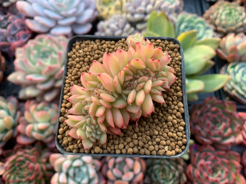 Echeveria Agavoides 'Gilva' Crested 3" Succulent Plant