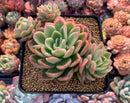 Echeveria Agavoides 'Raja' 4" Cluster Succulent Plant