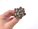 Pachyphytum 'Angels Finger' Small 1" Succulent Plant