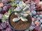 Cotyledon 'Orbiculata' Variegated 5" Large Very Rare Succulent Plant