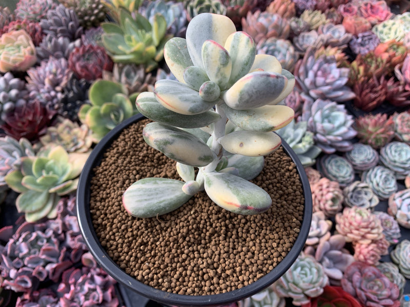 Cotyledon 'Orbiculata' Variegated 5" Large Very Rare Succulent Plant