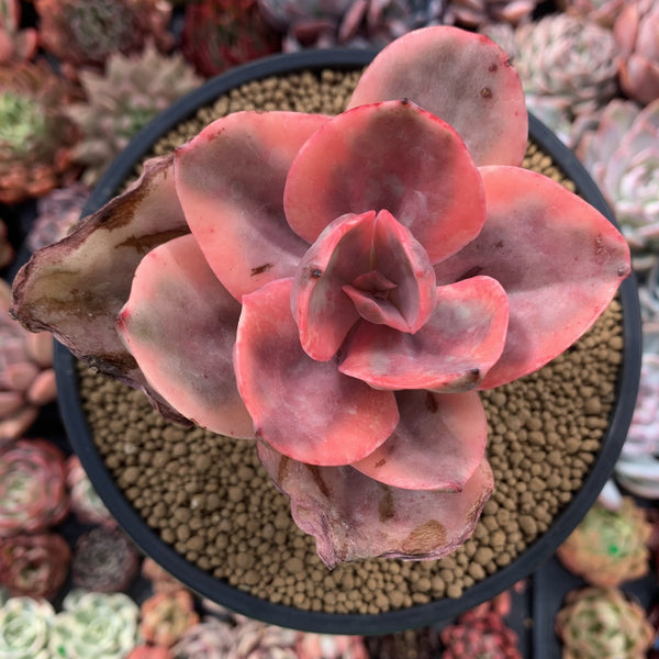 Echeveria 'Golden State' Variegated 4" Succulent Plant