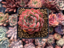 Echeveria Agavoides 'Pokeball' 1"-2" New Hybrid Succulent Plant