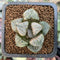 Haworthia 'Aquarius' 1" Succulent Plant