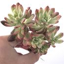 Echeveria 'Minibelle' Variegated Cluster 3"-4" Succulent Plant