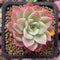 Echeveria 'Mellow Yellow' 2" Succulent Plant