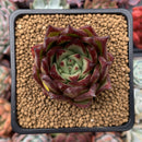 Echeveria Agavoides 'Lipstick' 2"-3" Succulent Plant