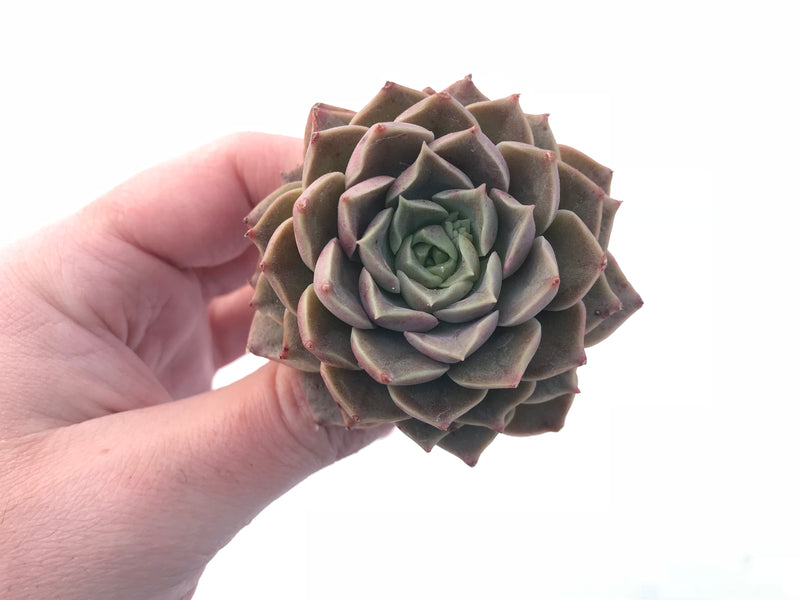 Echeveria Mohikan 3” Rare Succulent Plant