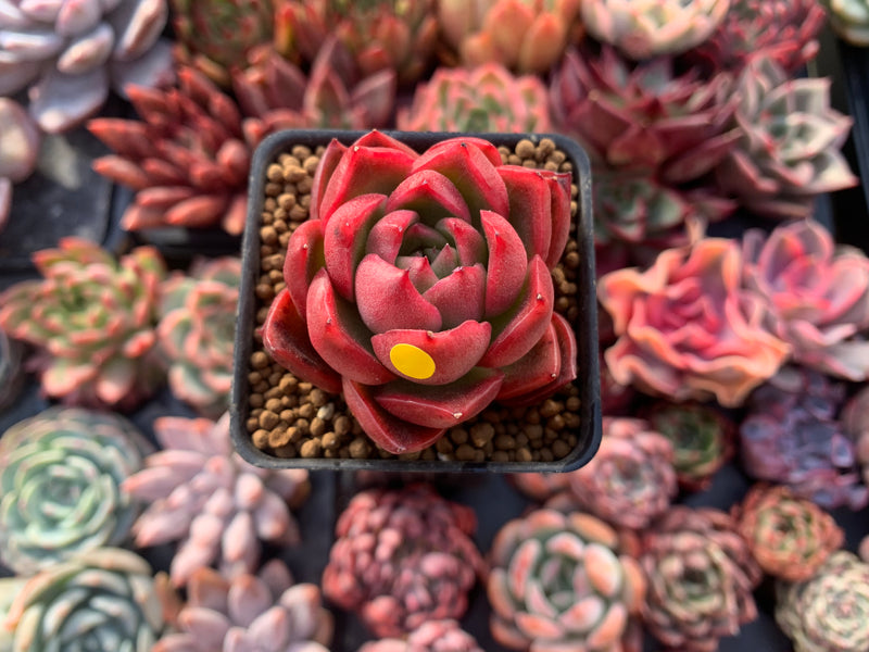 Echeveria Agavoides 'Callisto' 1" Succulent Plant