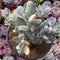 Cotyledon 'Orbiculata' Variegated 5" Large Very Rare Succulent Plant