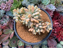 Cremeneria 'Expatriata' (Cremnophila linguifolia x Echeveria amoena ‘Microcalyx’) Crested Cluster 3"-4" Succulent Plant