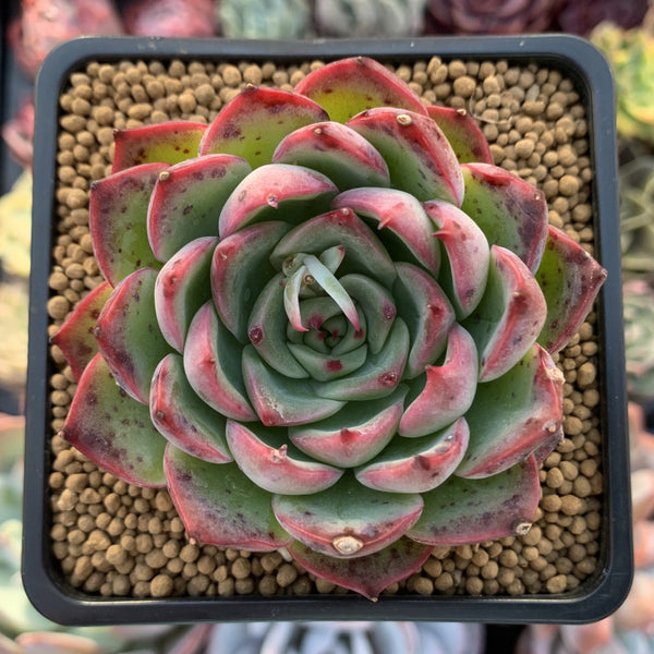 Echeveria Agavoides 'Amore' 3" Succulent Plant